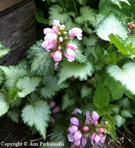 Lamium maculatum 'Pink Pewter'